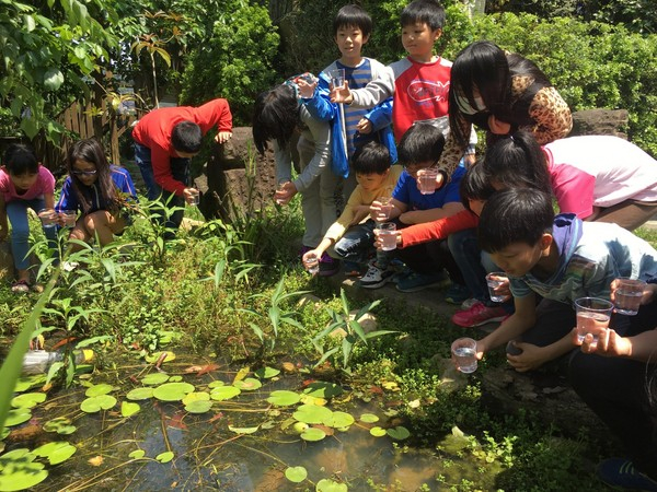 米倉國小放養復育「青鱂魚」重建校園生態池 (新北市教育局拍攝)